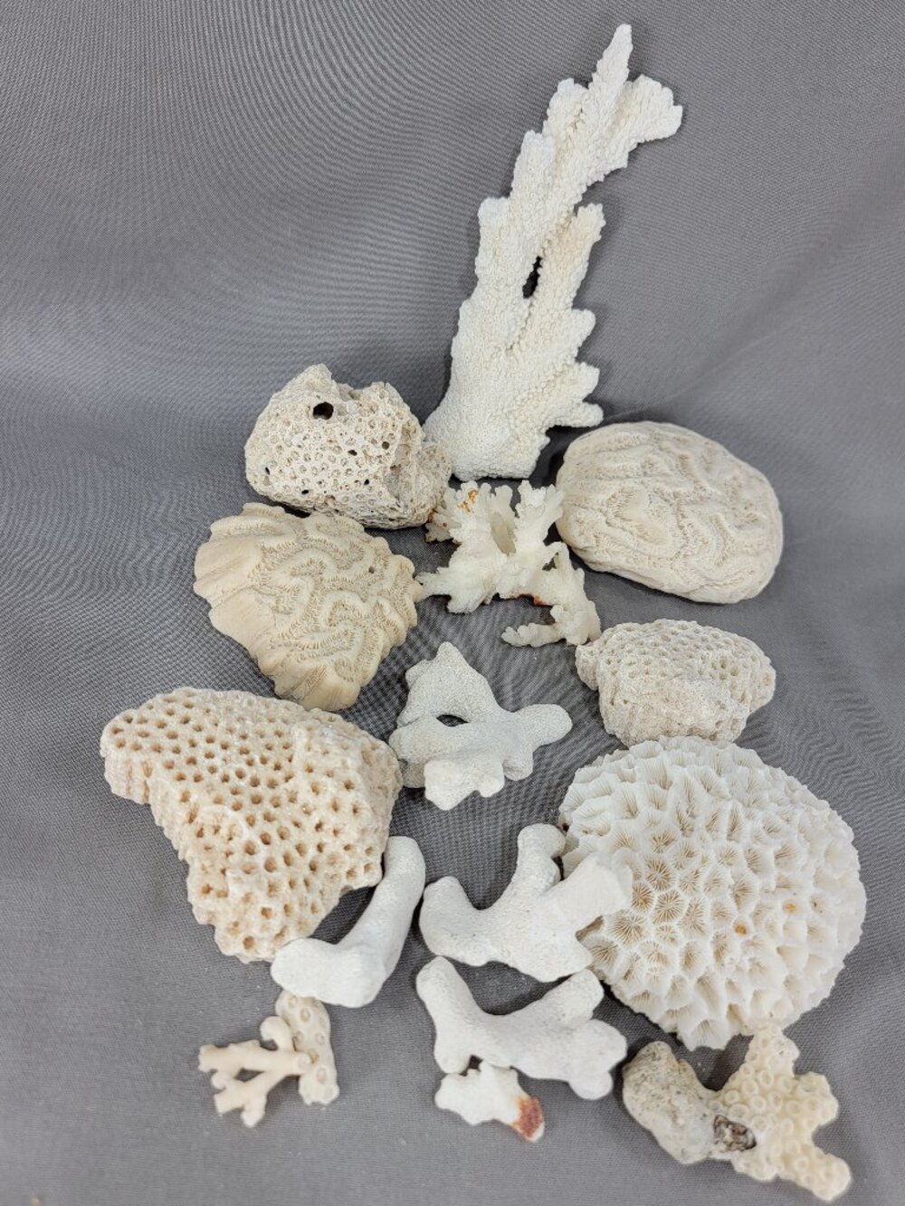 Vtg Natural Sea Coral Mixed Lot Dried Branch Cluster Brain Nautical Decor - Picture 3 of 7